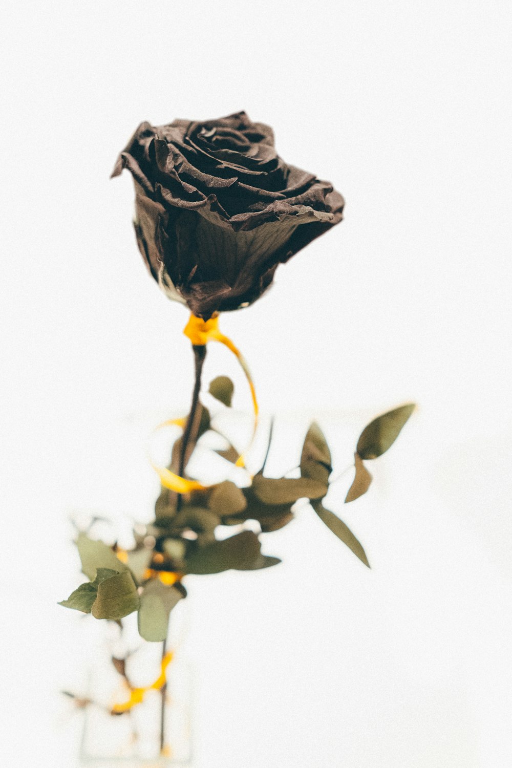 close-up photography of black rose