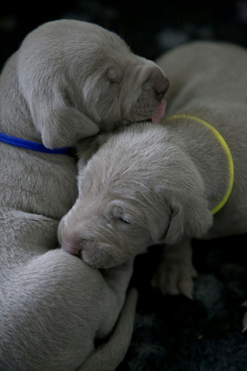 selective focus photography of two puppies