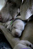 Close-up of a cat gently nuzzling a sleeping dog on a plush blanket.