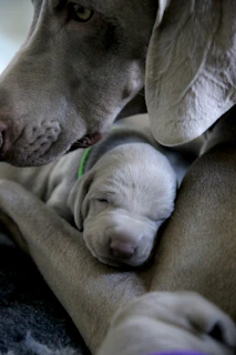 Close-up of a cat gently nuzzling a sleeping dog on a plush blanket.