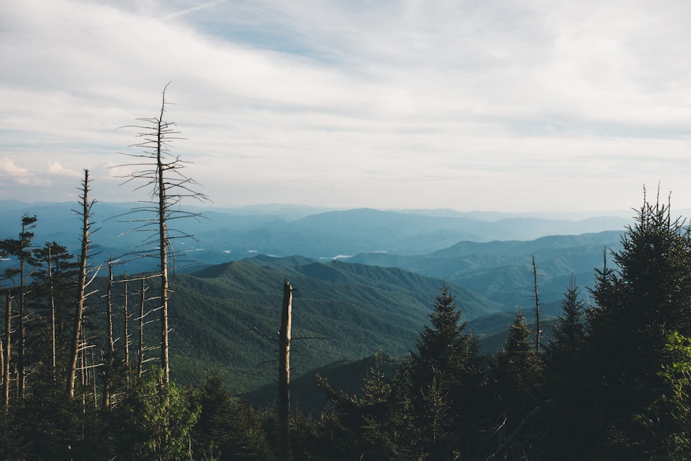 pine tress on mountain during daytime