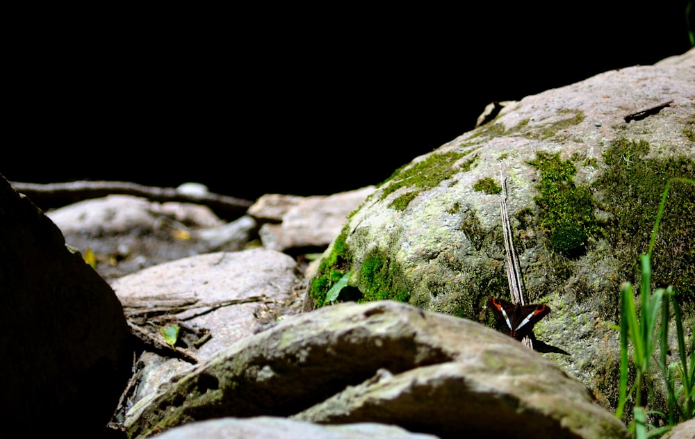 selective focus photography of stones