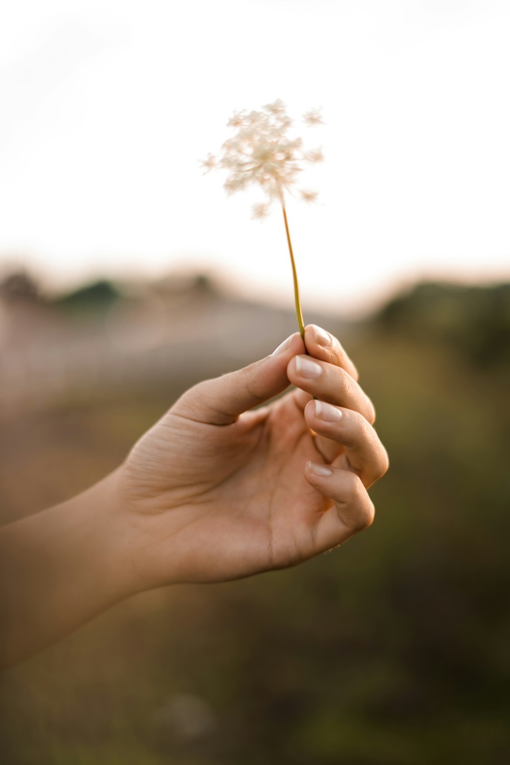 Persona che tiene il fiore di tarassaco