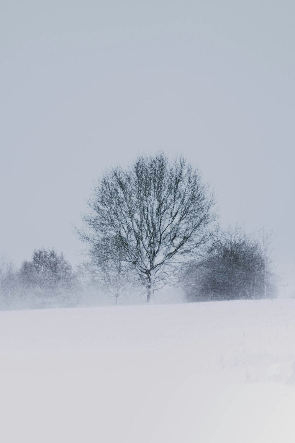 snow covered road and tress on daytime