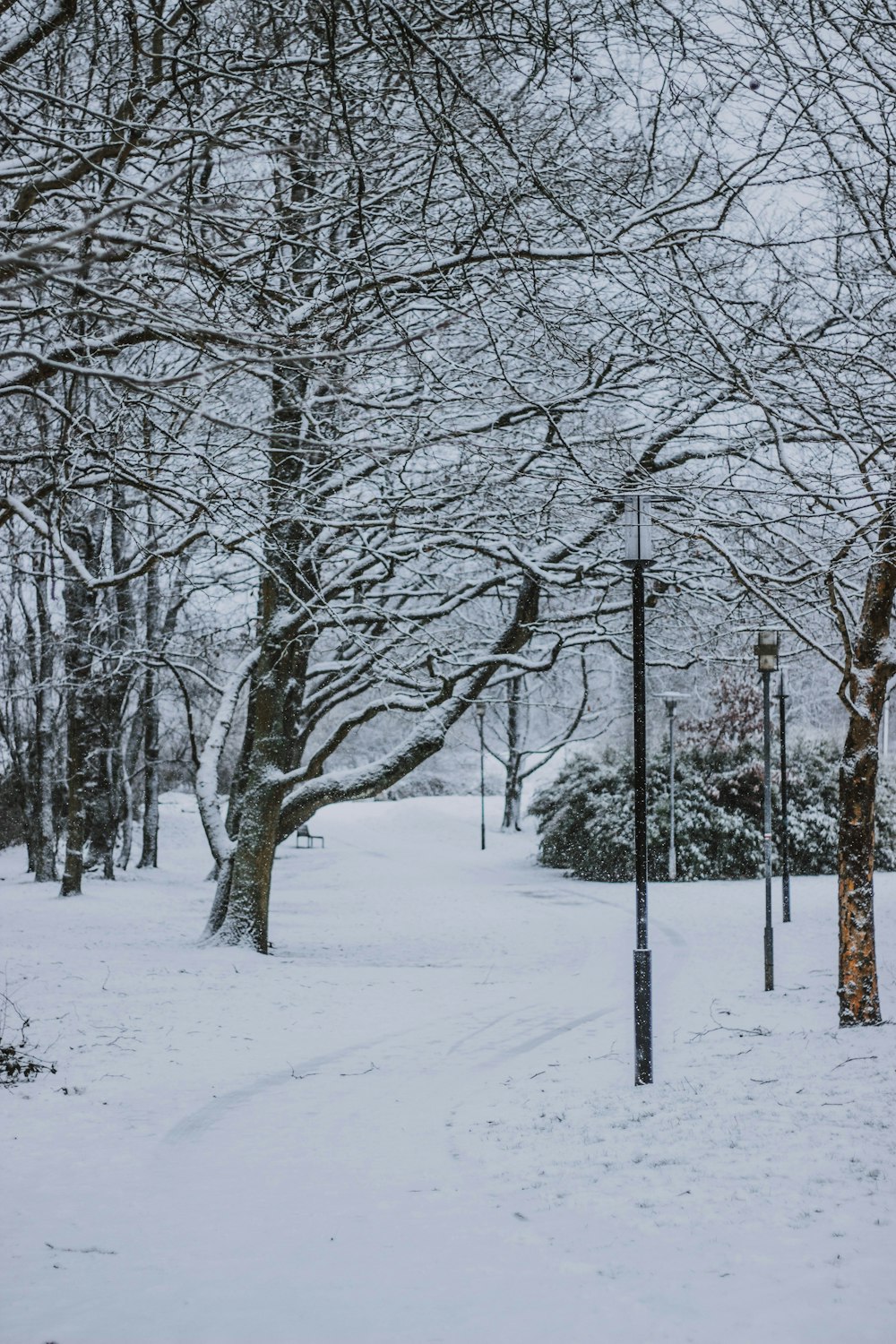 trees covered by snow