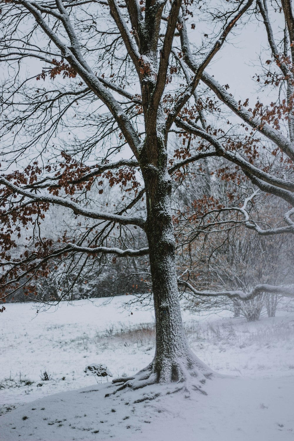 tree covered by snow during daytime