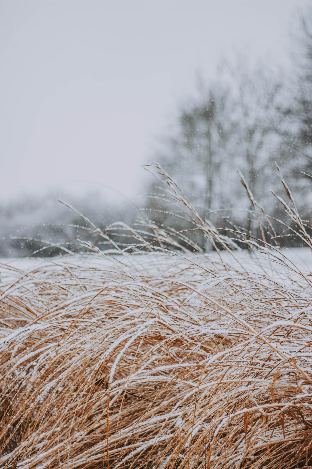 waving grass covered by snow during daytime