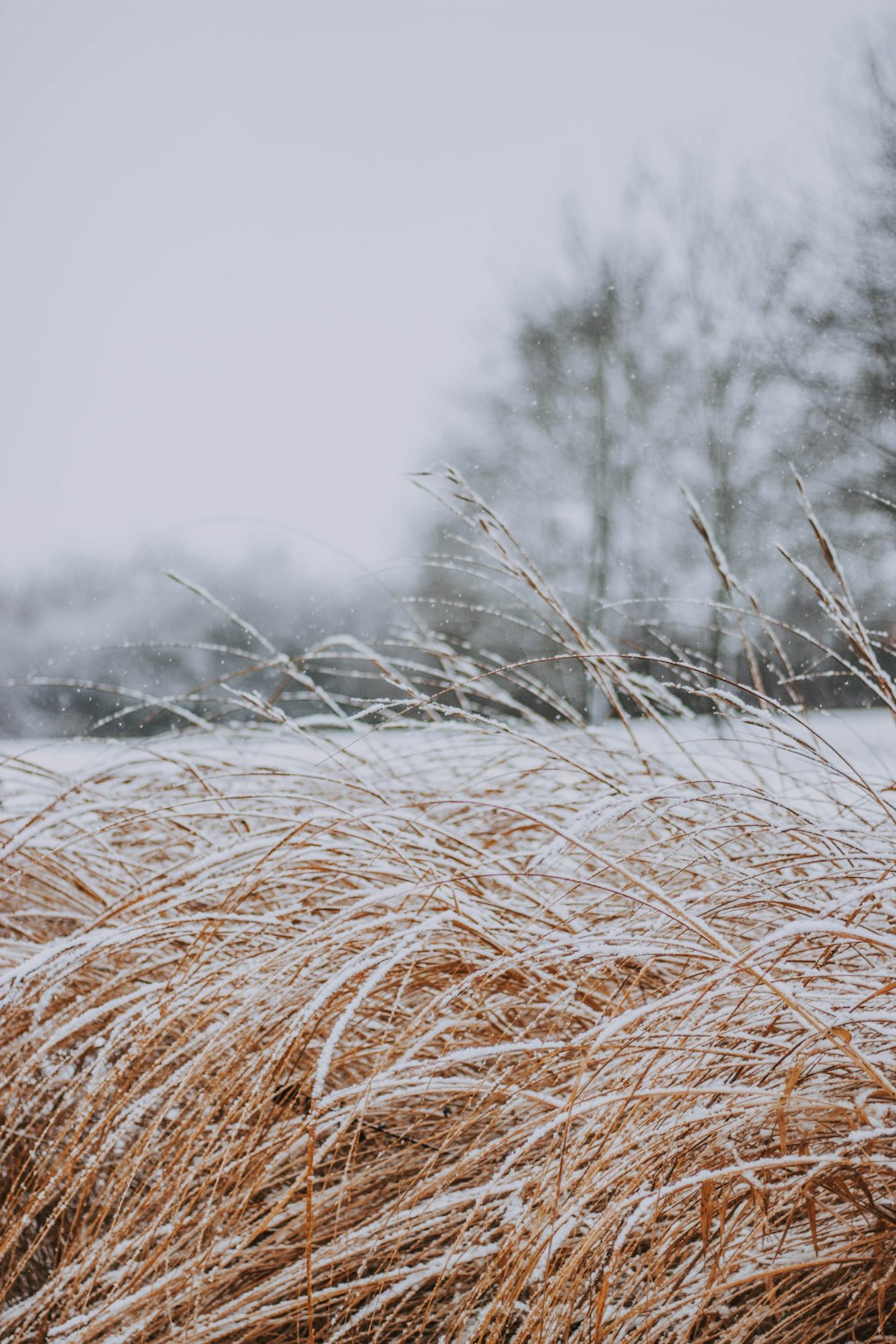 hierba ondulada cubierta de nieve durante el día
