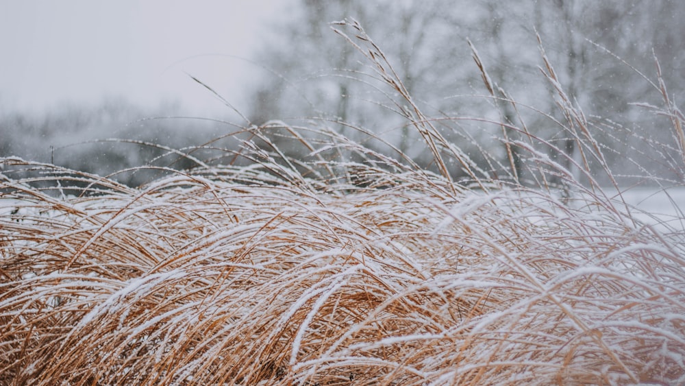 waving grass covered by snow during daytie