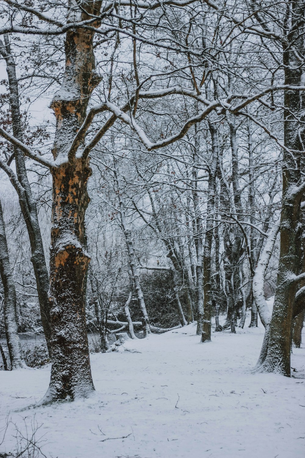 trees with snow field