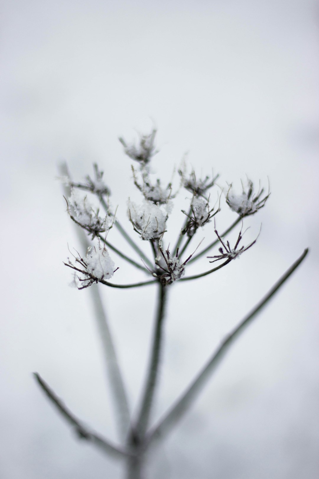 close-up photo of flower covered by snow