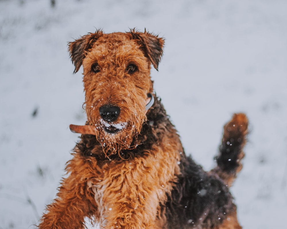Cachorro marrom e preto de pelagem curta no campo de neve