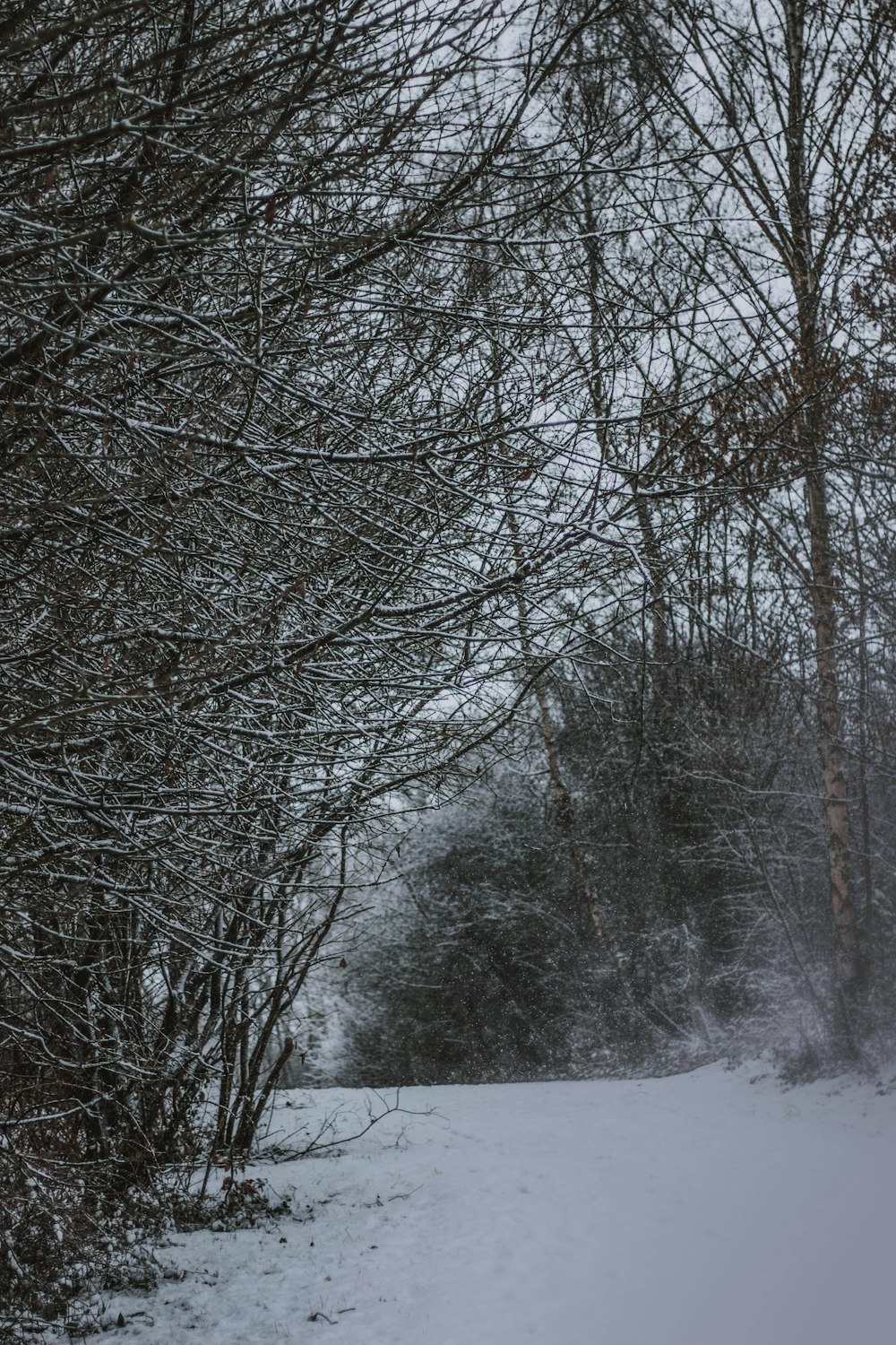 road and bare trees covered with snow