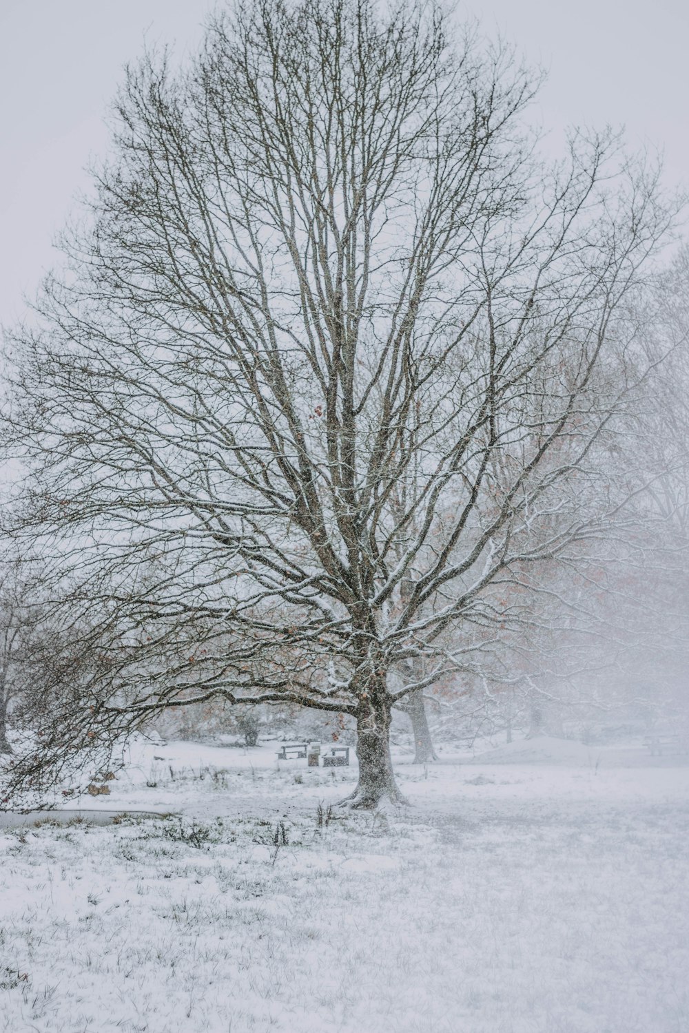 snow covered tress under daylight