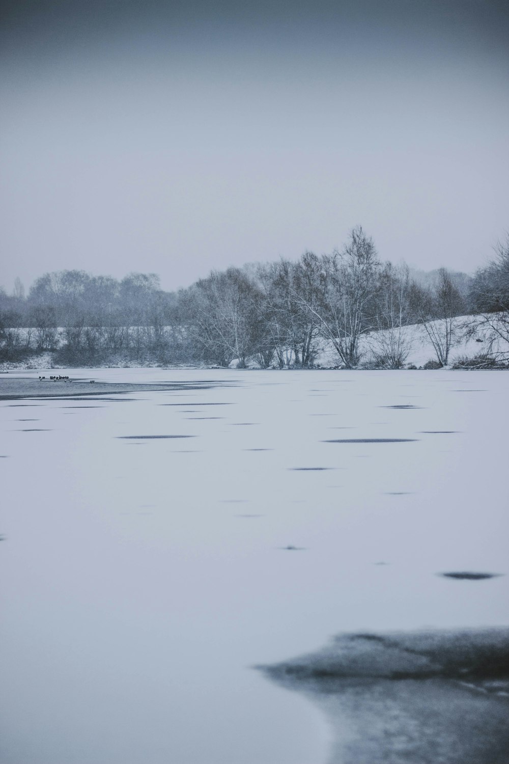 trees covered by snow during daytime