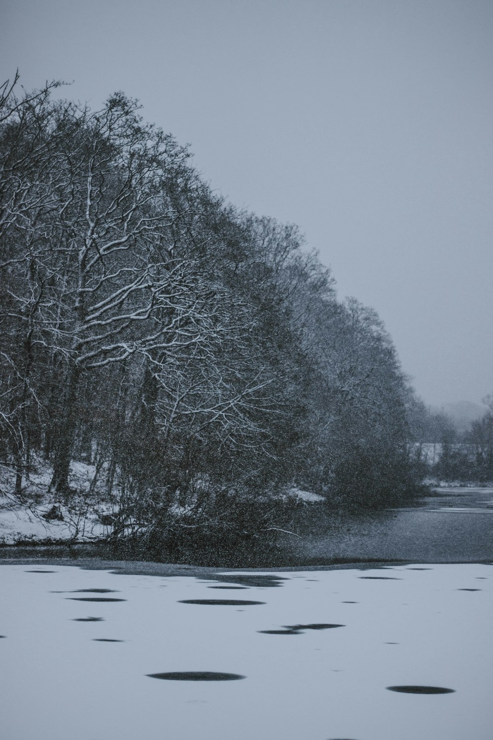 snow covered trees by the lake