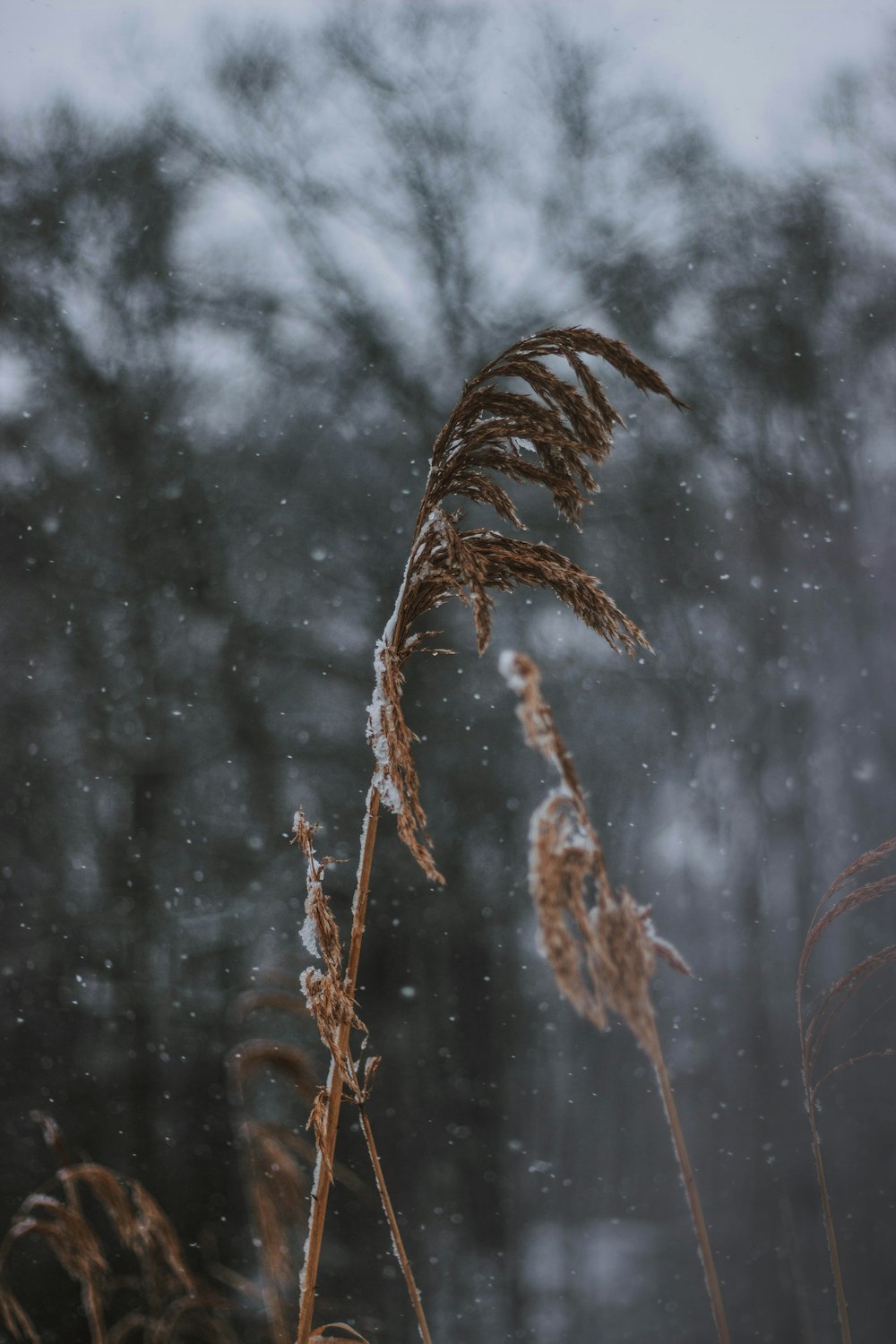 brown grass