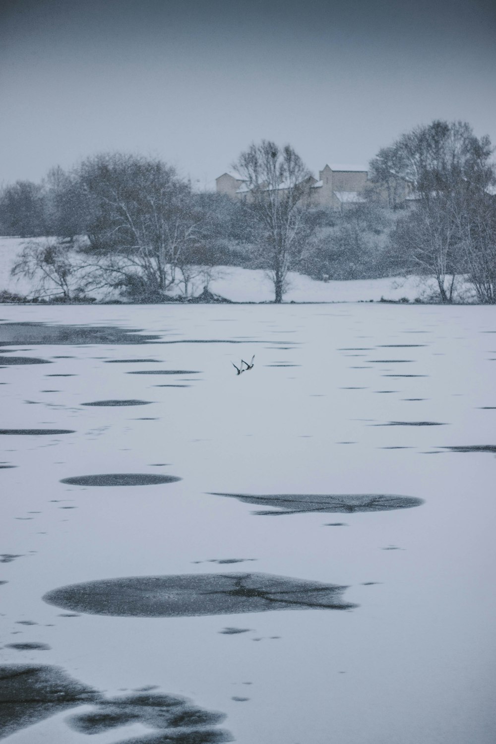 two birds flying above body of water during daytime