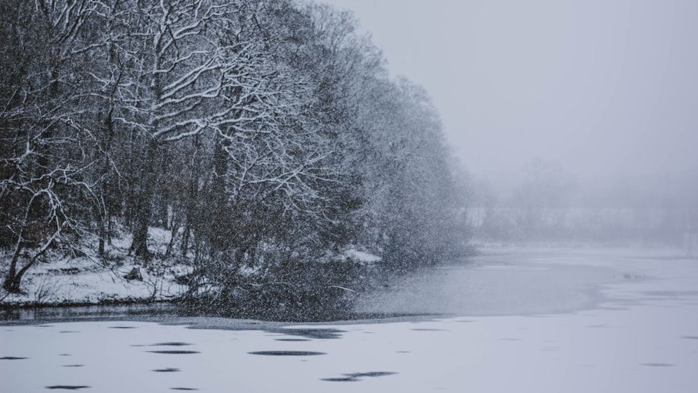 trees covered by snow during winter season