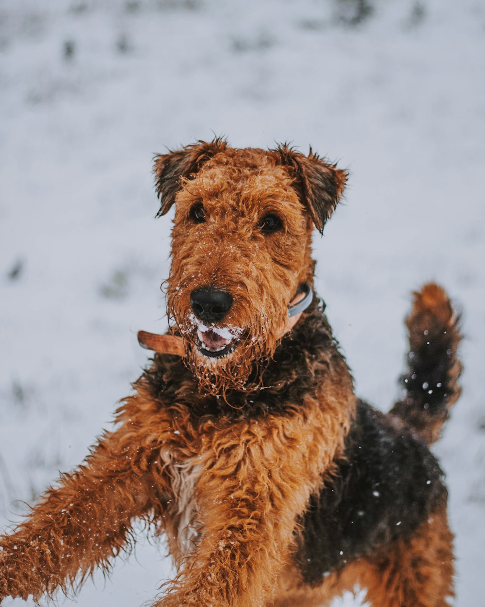 Schwarzer und brauner Hund in Nahaufnahme