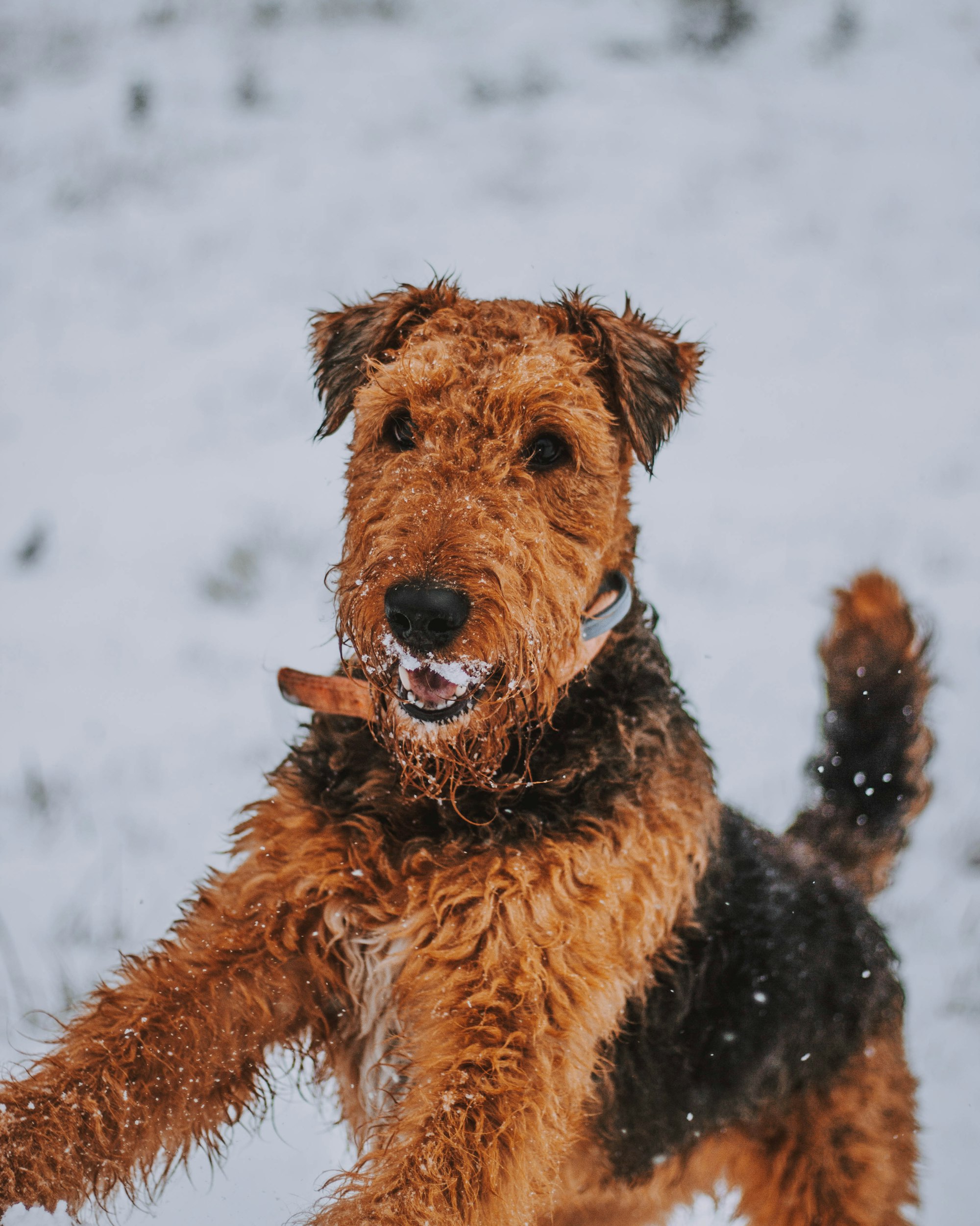 black and brown Airedale Terrier dog in close up photography