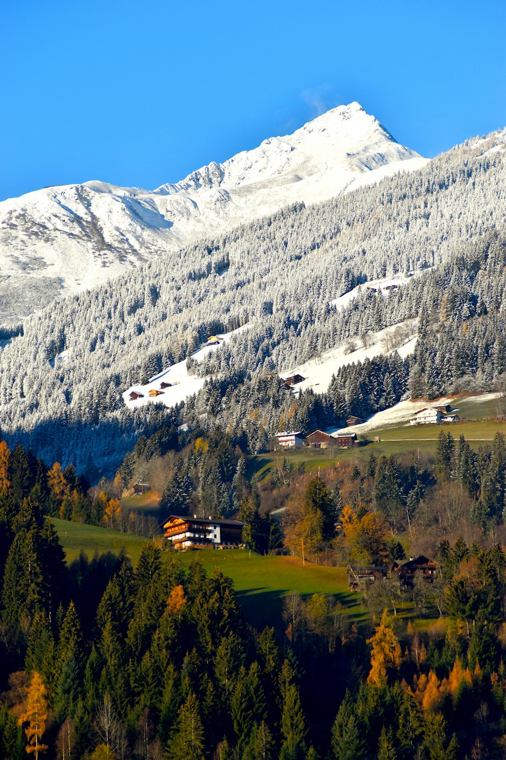 trees near mountain during daytime