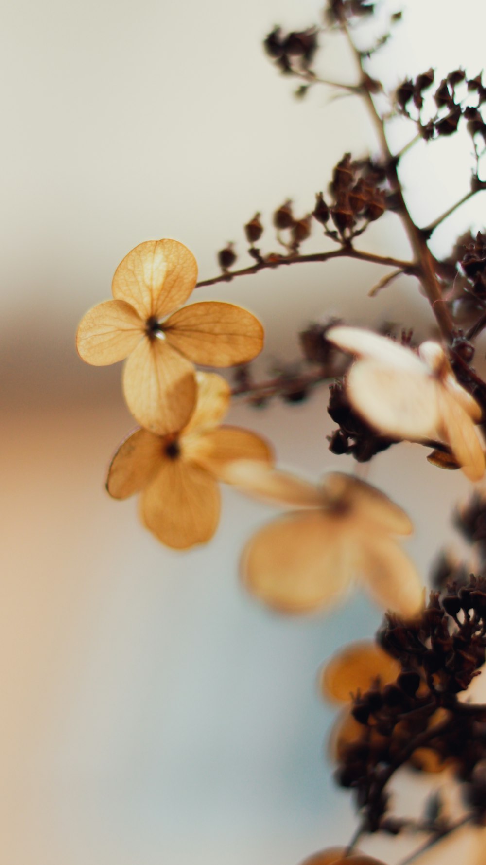 orchidées jaunes