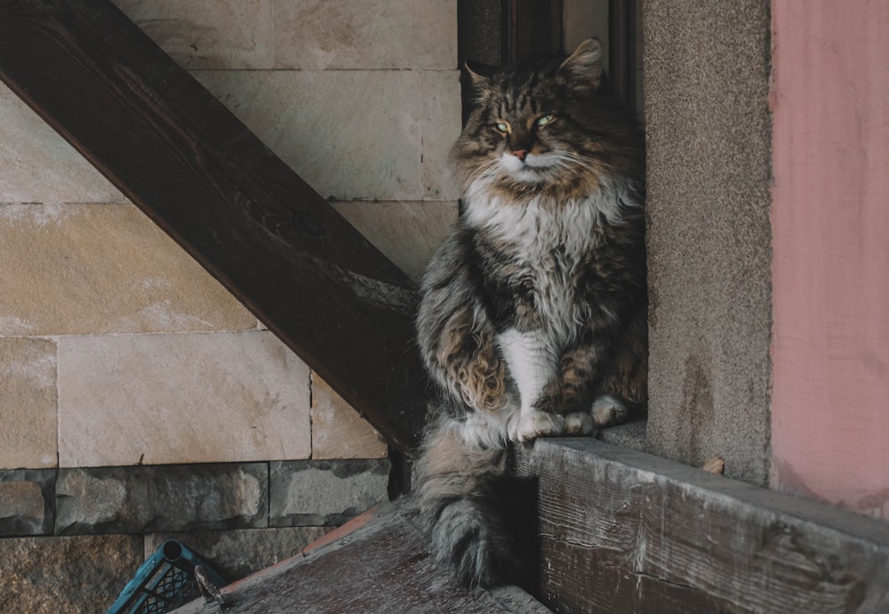 long-furred gray and white cat sitting on window