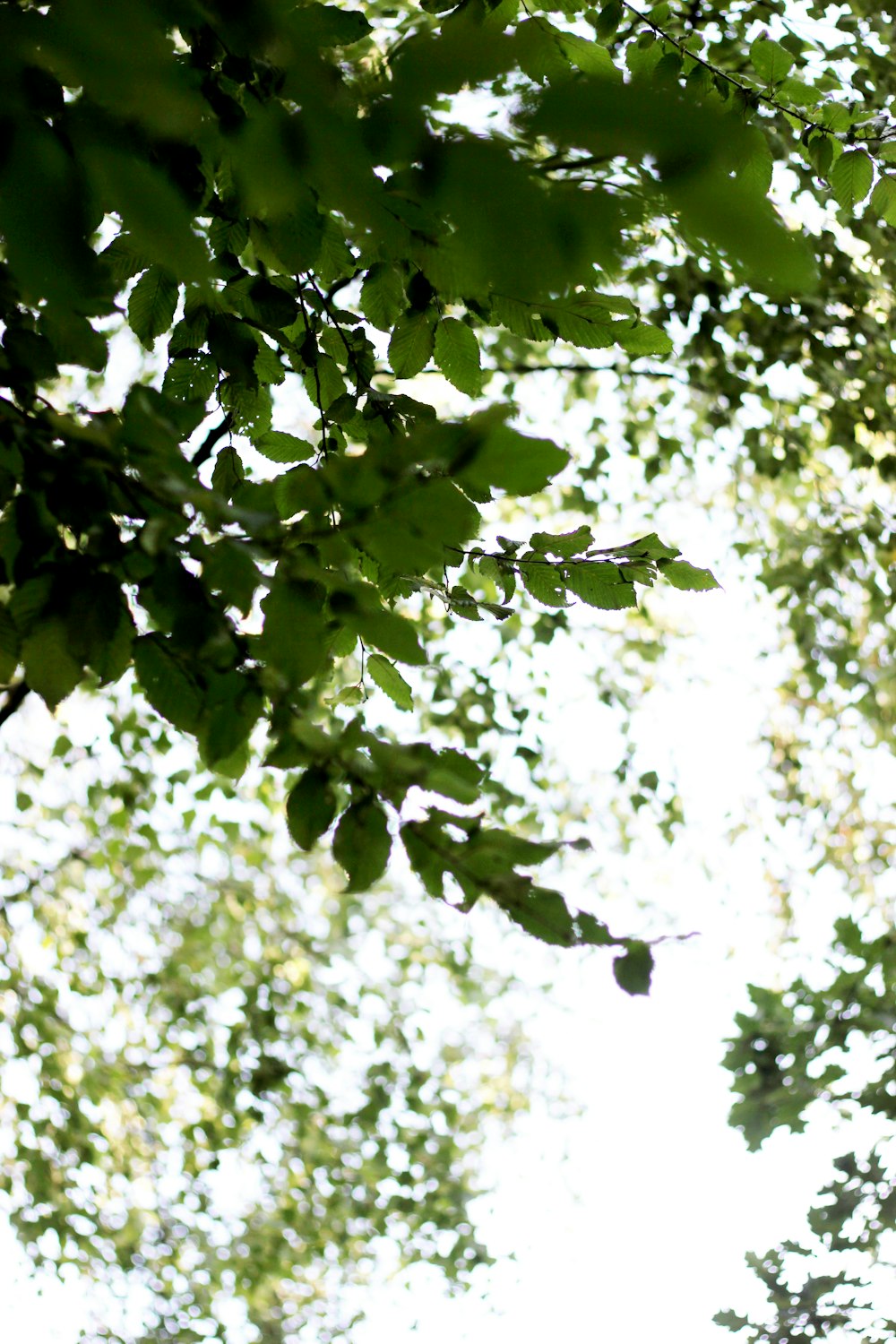 green-leafed trees