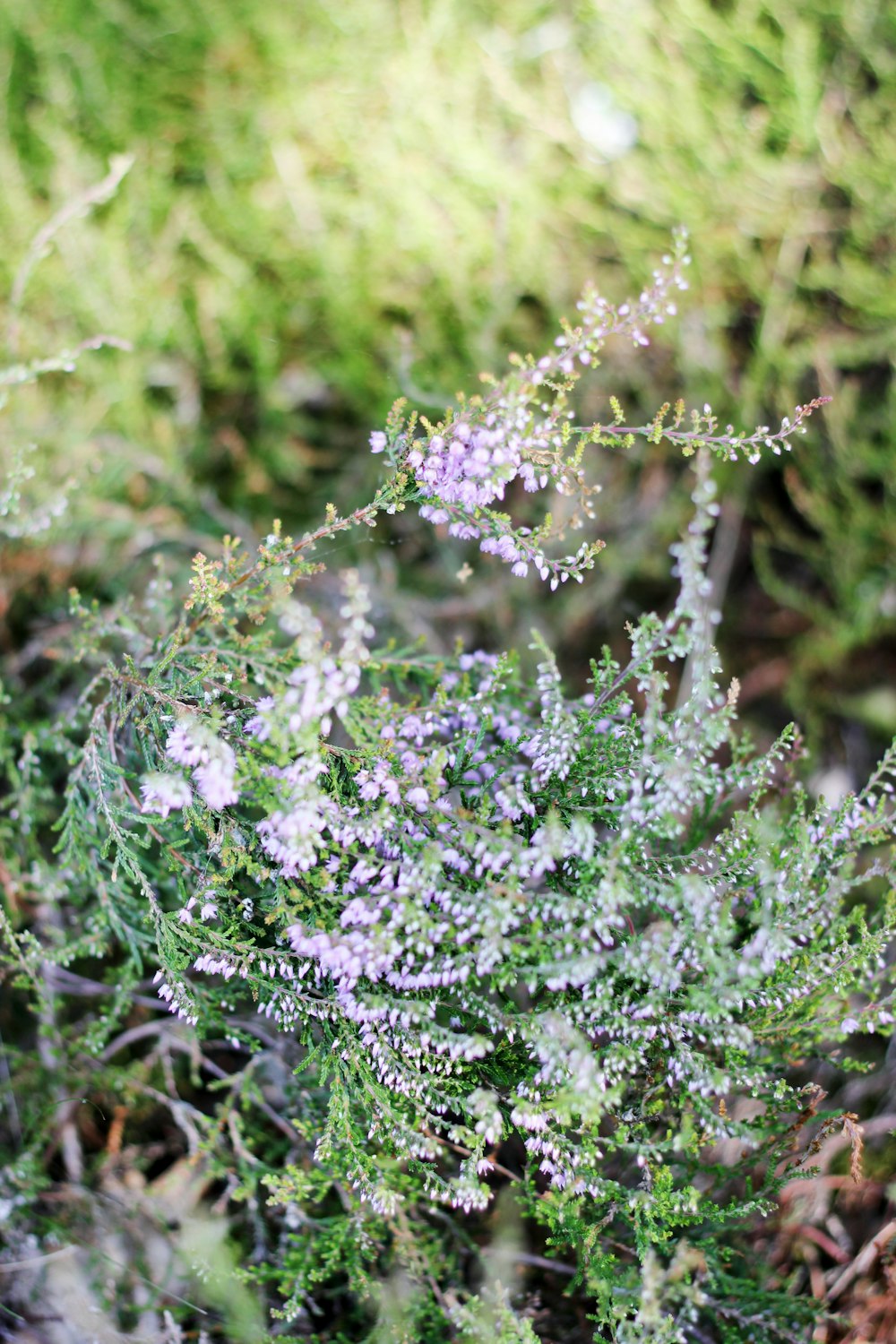 purple cluster flowers