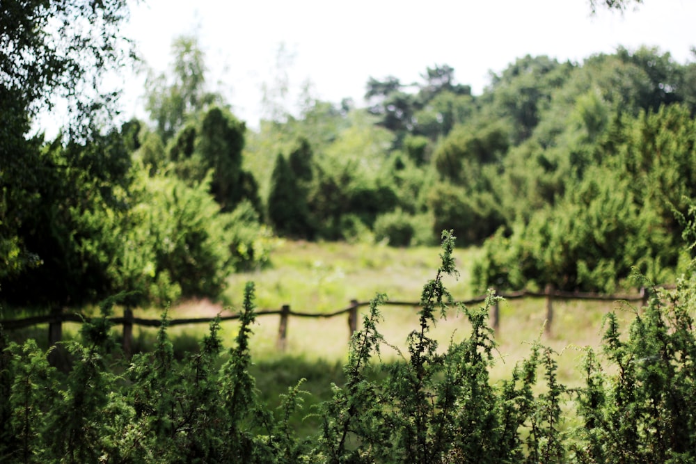 green trees and plants under sunlight