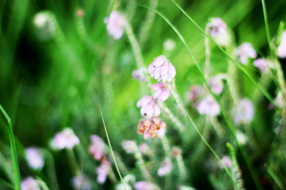 selective focus photography of white and purple flower field