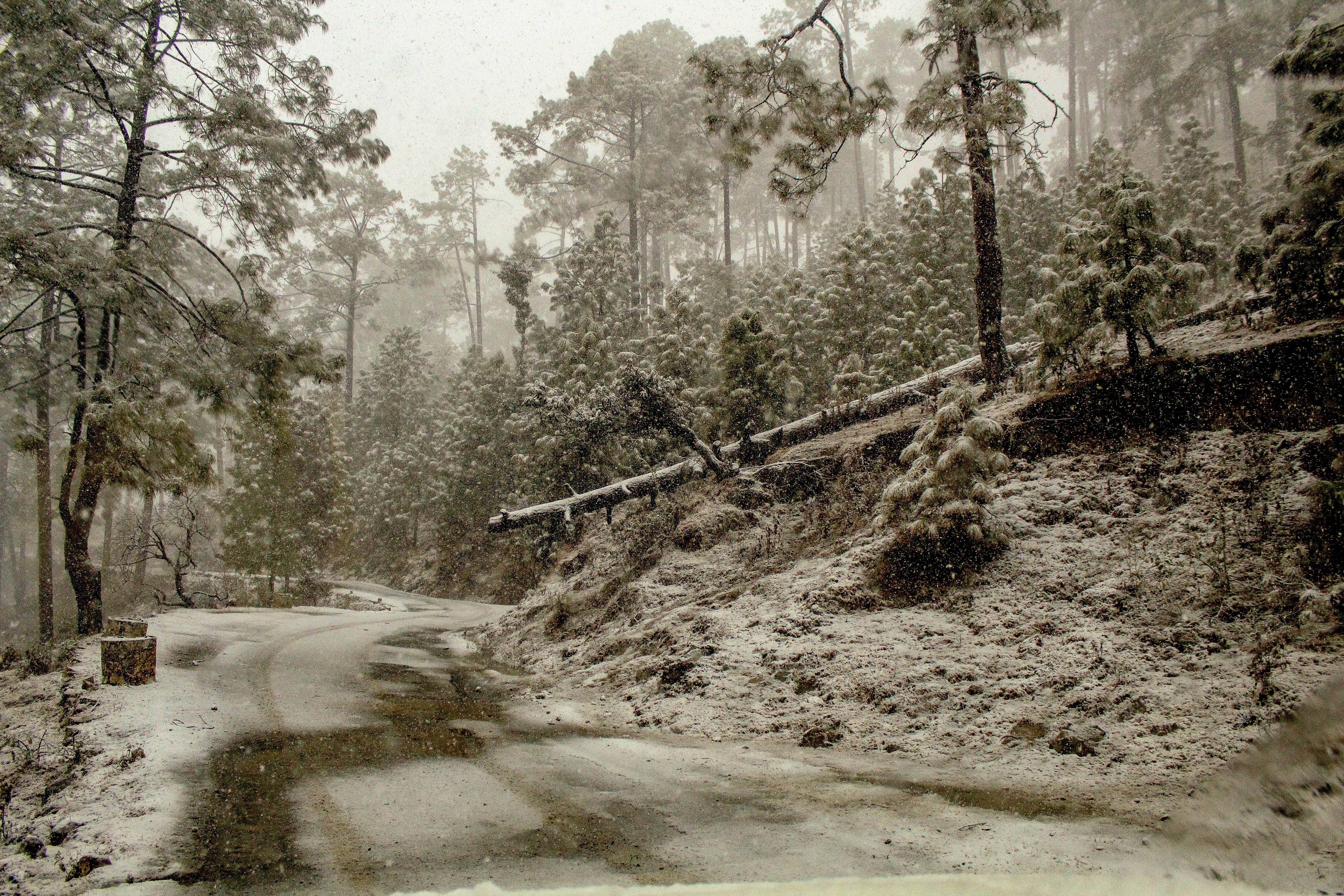 trees covered by snow
