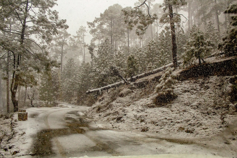 trees covered by snow