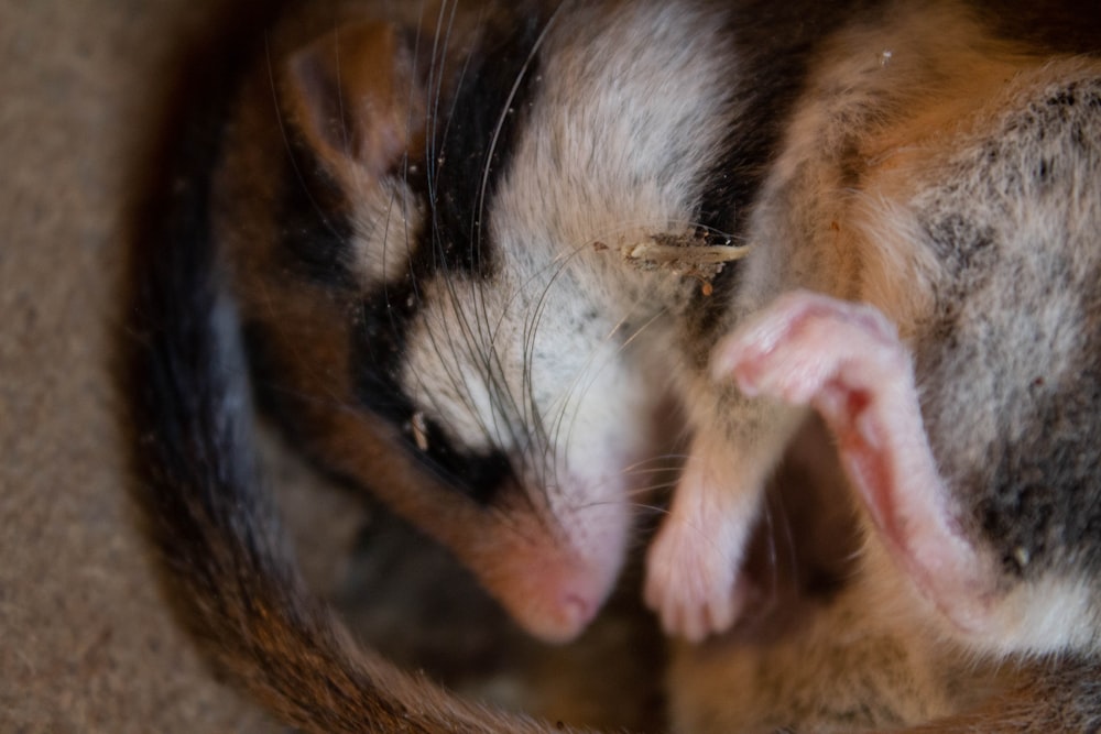 black and brown rodent