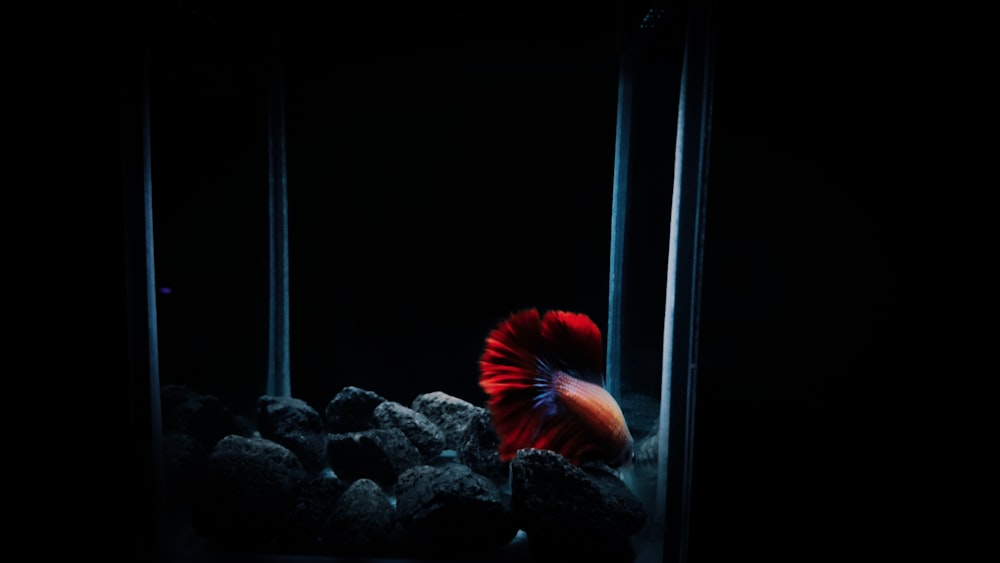 red betta fish