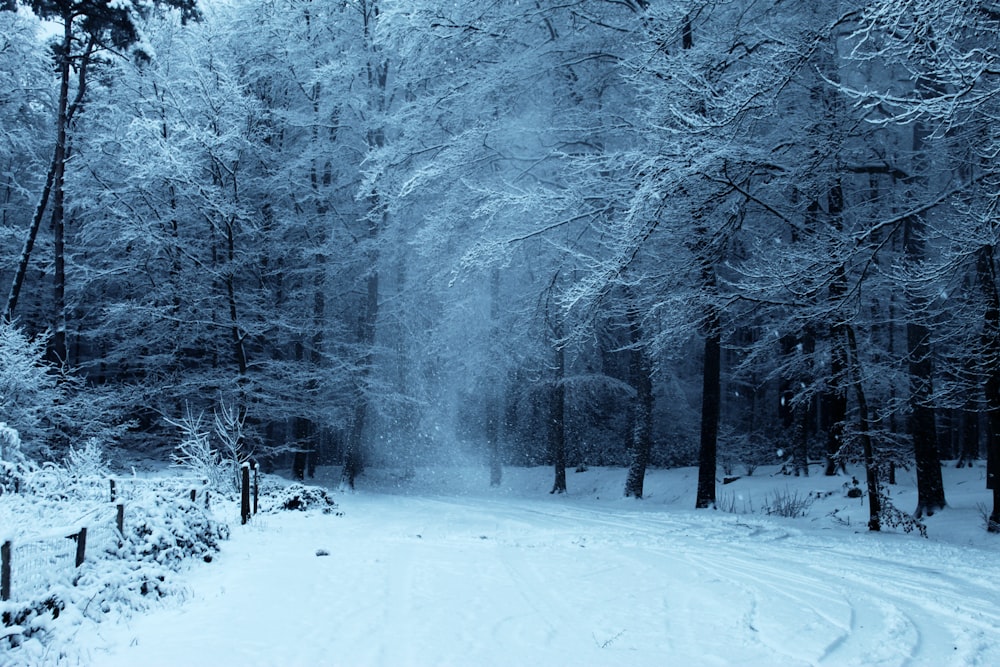 trees covered with snow