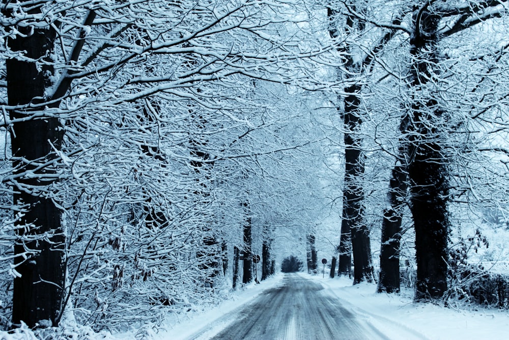snow-covered road and bare trees