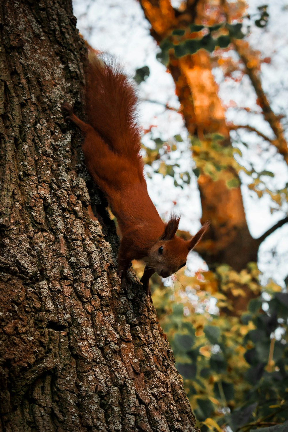 brown squirrel on tree trunk