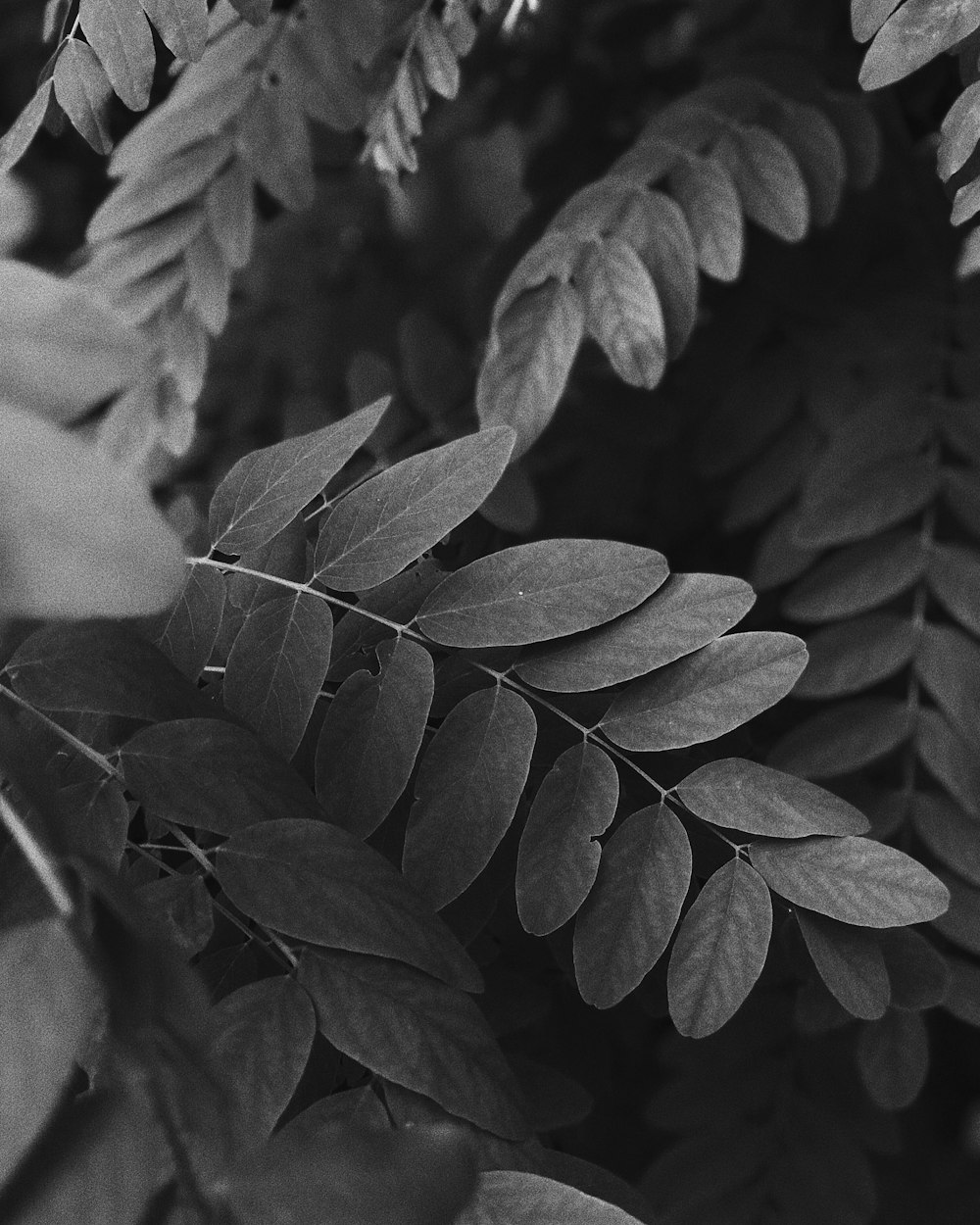 grayscale photography of ovate leaves