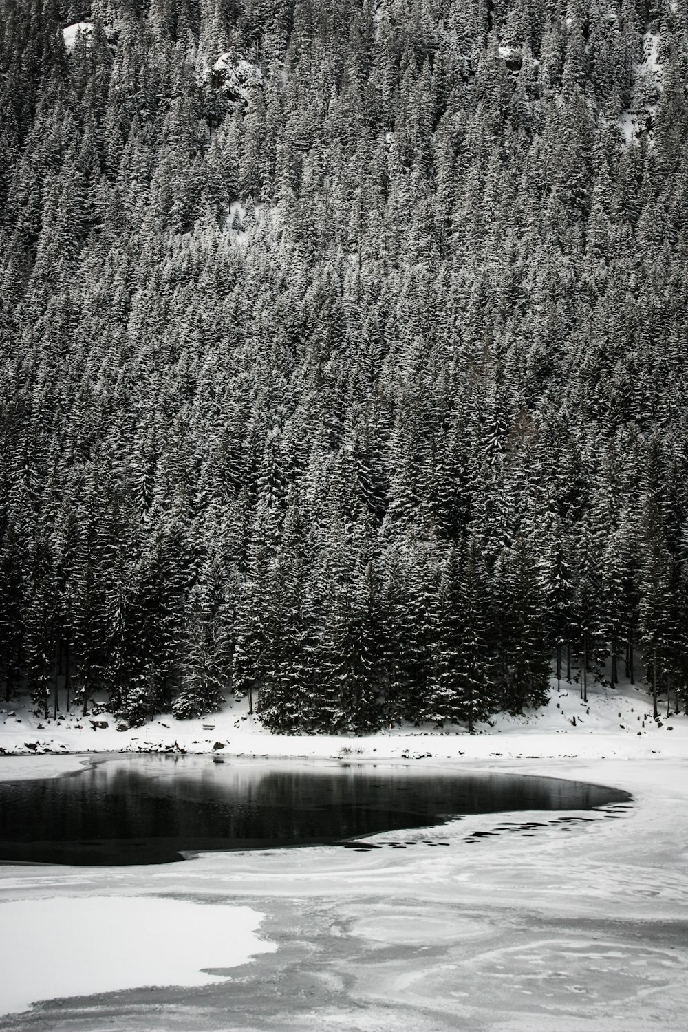 foto em tons de cinza de pinheiros cobertos de neve