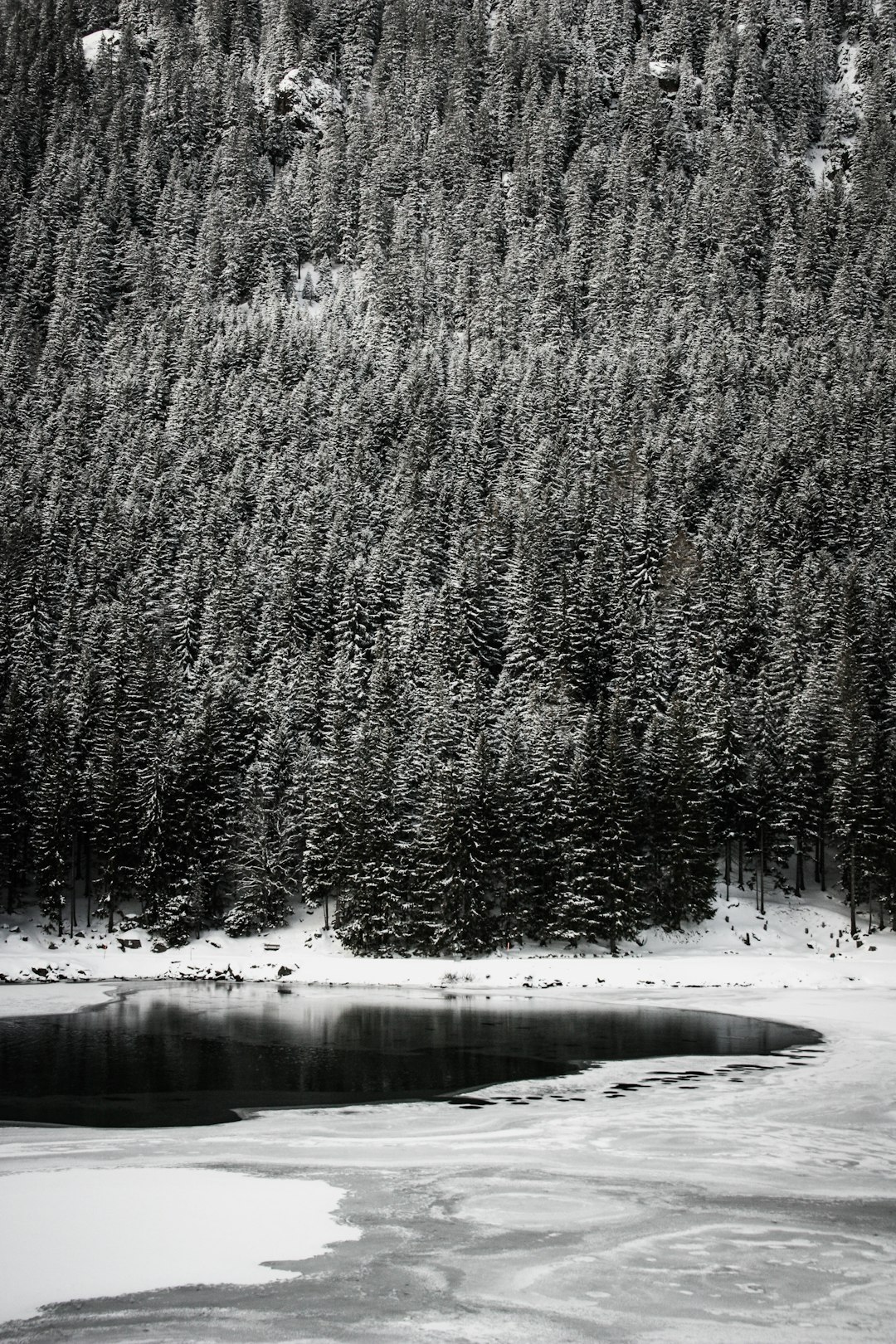 grayscale photo of pine trees covered with snow