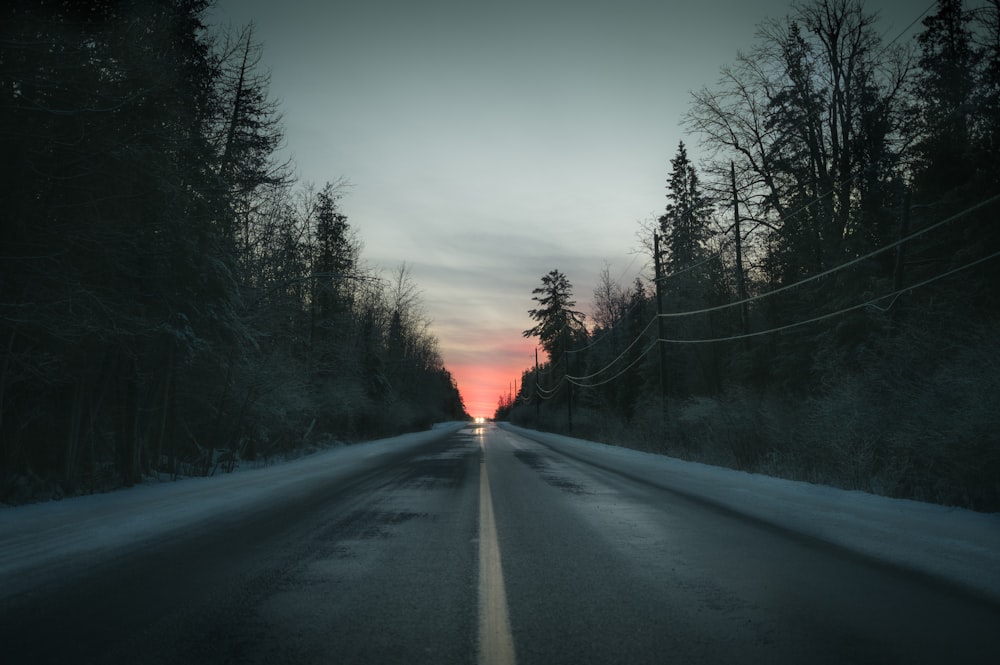 trees along road