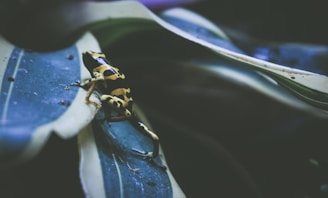 Close-up of a colorful dart frog perched on a leaf with dew drops.