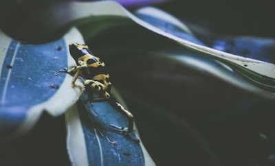 A close-up of a bright red poison dart frog on a mossy leaf.