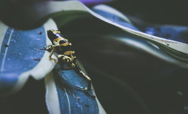 Close-up of a colorful poison dart frog resting on a leaf with dew drops.