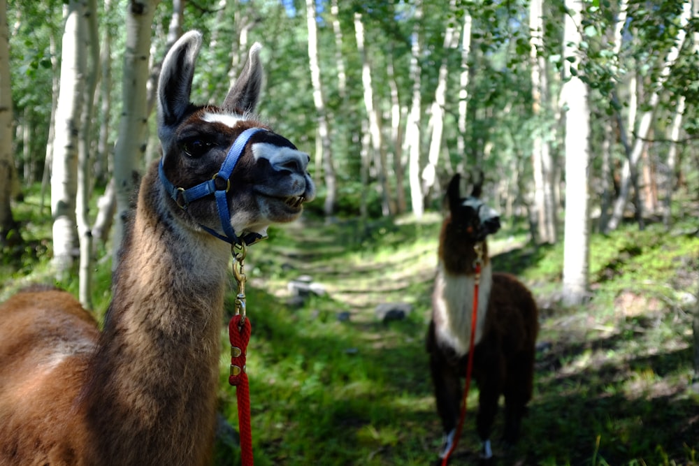 brown and white llama