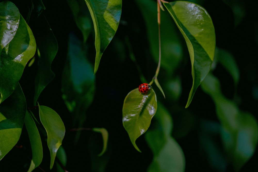 lady bug on green leaf