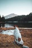 short-coated white dog sitting on ground facing body of water