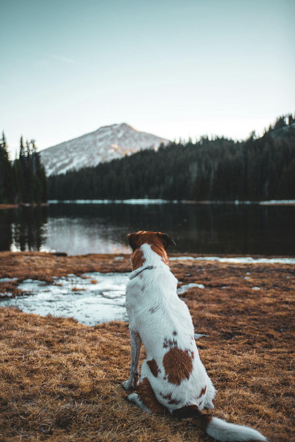 short-coated white dog sitting on ground facing body of water